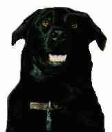 [Picture of my much-missed dog Bear smiling]